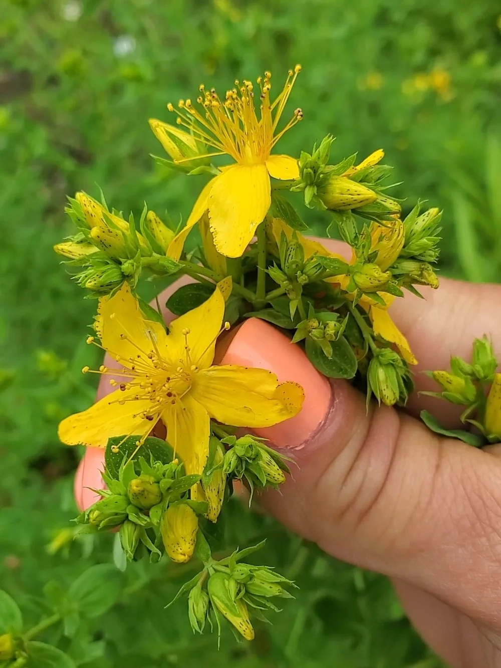 St. John's Wort Dried Herb